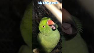 baby parrot 🦜 ka gussa  viralshorts [upl. by Lertnahs545]