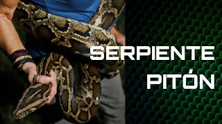 🐍 Las PITONES TERRIBLE PLAGA INVASORA reptiles serpientes puertorico especies culebra [upl. by Valentin]