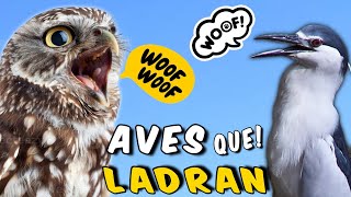 5 AVES QUE LADRAN un Canto Diferente y Muy Extraño 🐶🐦🎶 [upl. by Asiar]