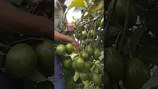 No esperes años para producir aguacate abono plantas frutas huerta [upl. by Akkinahs]