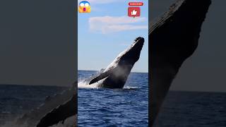 big whale jump out of the water viral shorts ocean bigwhale [upl. by Eimma]