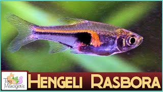 All About Hengeli Rasbora Glowlight Rasbora The Tiniest Schooling Fish [upl. by Janka970]