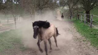 Pferdehof Birkenweiler unsere Pferde Ponys und Esel kommen von der der Weide [upl. by Michigan601]