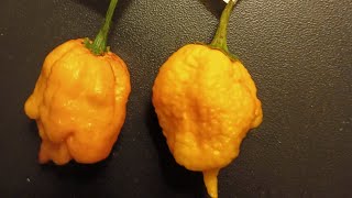 Hottest Pepper in the World 🔥 Reapers [upl. by Yellah640]