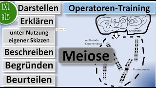 Abiturrelevantes Trainieren der Operatoren  Beispiel Meiose  Bestnoten im Biologie Abitur [upl. by Anwahsar]