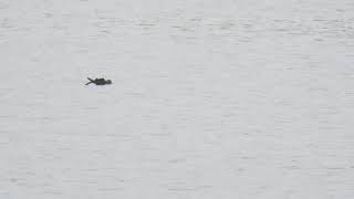 Leachs Stormpetrel Pitsford Reservoir Northamptonshire 21021 [upl. by Gnni]