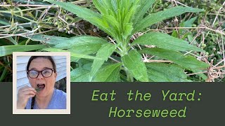 Eat the Yard  Horseweed [upl. by Seppala]