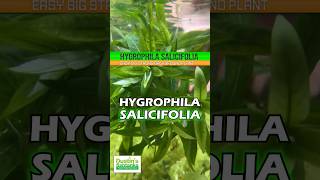 HYGROPHILA SALICIFOLIA Aquarium Plant For Sale [upl. by Cinom]