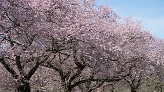 Die Kirschblüte im Schwetzingen Schlossgarten 2022 [upl. by Illil]