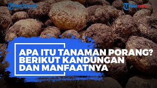 Apa Itu Tanaman Porang Berikut Kandungan dan Manfaatnya [upl. by Neri]