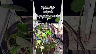 Hydrocotyle vulgaris propagation in water succulentsanctuary plants follow succulentsanctuary [upl. by Malan]