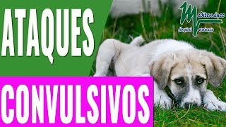 EPILEPSIA PERROSATAQUES CONVULSIVOS EN PERROSCÓMO ACTUAR EN ATAQUE EPILÉPTICO PERROS [upl. by Latsyrcal520]