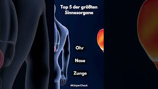 Top 5 der größten Sinnesorgane youtubeshorts top5 sinnesorgane körper fakten [upl. by Basset972]