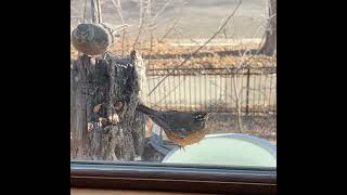 Robins squabbling over a water source [upl. by Popele]