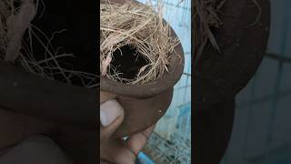 FINCHES கூடு கட்டிடுச்சு FINCHES NESTING shortsfeed shortstrending shortstamil finches shorts [upl. by Alurta]