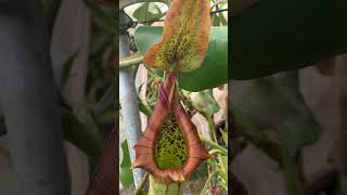 Item Short BE3203  N truncata  Pasian highland plants carnivorousplants nepenthes [upl. by Bryn]