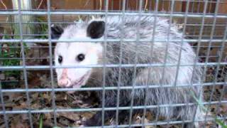 Mad Hissing Possum [upl. by Roda]