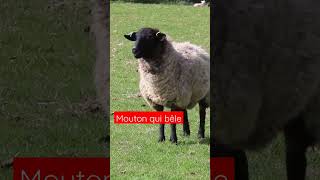 MOUTON QUI BELE mouton moutonbele moutonbruit videokids animals [upl. by Atinek]