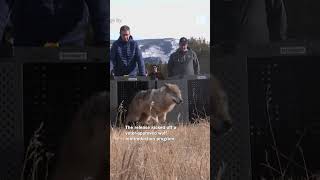 3 wolves trapped in Oregon released in Colorado as part of wolf reintroduction program [upl. by Shane781]