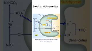 Mech of HCl secretion  GIT Physiology  MBBS 1ST YEAR [upl. by Sjoberg870]