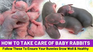 How To Take Care of Baby Rabbits And Avoid Death [upl. by Ttoile]