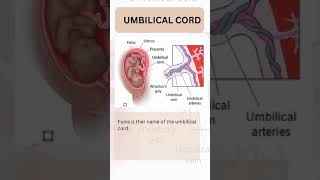 Umbilical Cord Norcet 08 image Base Question viral ytshorts [upl. by Elton]