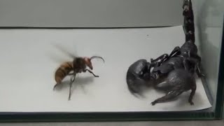 Giant Hornet vs Scorpion Tarantula and Praying mantis [upl. by Griffy]