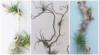 DIY  Faça você mesmo arranjos com Air Plant decoração simples e elegante [upl. by Ornstead]