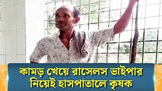 কামড় খেয়ে রাসেলস ভাইপার নিয়েই হাসপাতালে কৃষক  Rajshahi  Snake  Russell Viper [upl. by Airbmak30]