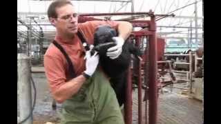 Administering Oral Medications to Dairy Cows [upl. by Niffirg]