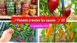 🌶️ Conserver ses piments bocaux au vinaigre ou saumure 😛 tour des plants restant 👌 [upl. by Ssegrub]