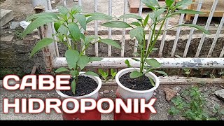 Menanam Cabe Hidroponik dengan Toples Bekas [upl. by Asli16]