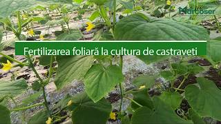 🥒 Fertilizarea foliară la cultura de castraveți  Ferma Marcoser [upl. by Avra]