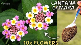 A Comprehensive Guide On Lantana Plant Care 10X BLOOMING [upl. by Arat]