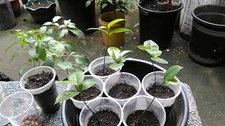 How to Germinate Seeds and Grow Soursop Trees Guyabano Guanabana Graviola Pawpaw [upl. by Thad]