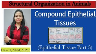 Compound Epithelial Epithelial Tissues Part3 Structural Organization in Animals Class 11 Biology [upl. by Leifeste]