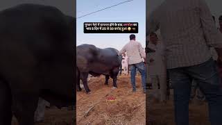 High price bull oxride bullfightindia bull buffalo animals oxride [upl. by Anuahc]