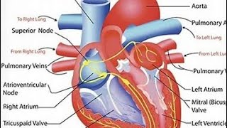 Cardiology  cardiac cycle 2 [upl. by Davida634]