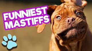 Funniest Mastiffs of April 2018  Funny Dogs Compilation  thatpetlife [upl. by Kelwen]