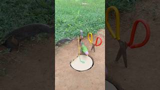 Very Creative Parrot Trap in The Wild shorts parrot youtubeshorts [upl. by Bevin]