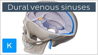 Dural venous sinuses preview  Human Anatomy  Kenhub [upl. by Ellenoj616]