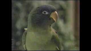 quotPauliequot VHS release commercial 1998 [upl. by Alexina]