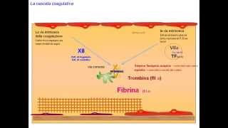 fisiopatologia della coagulazione la cascata coagulativa [upl. by Edialeda]