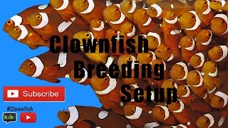 Clownfish Breeding setup [upl. by Kaule]