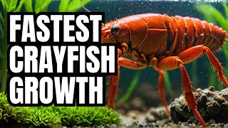 Boost Your Crayfish Growth with Aquacray Farms [upl. by Zerdna850]