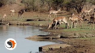 Dont step on a crocodile Impala drinking at sunset dam while surrounded by crocs [upl. by Wilhelm]