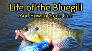 Life of the Bluegill and How to Fish for Bluegill [upl. by Jeffery]