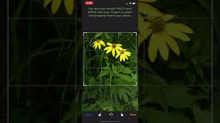 PlantSnap identifies a cutleaf coneflower Rudbeckia laciniata [upl. by Loreen]