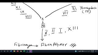 Prothrombin Time [upl. by Katleen]