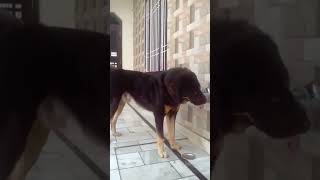 Gaddi dog drinking water on its own dog gaddi dog [upl. by Anhej]